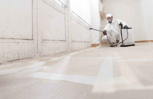 Black mold remediation team in Collegeville